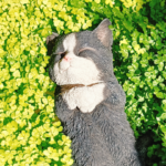 ほんわか旅ねこ